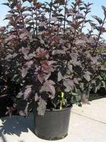 Пузыреплодник калинолистный Physocarpus op.Diabolo, 1,7-2,0м, ком, 6-8лет