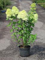 Гортензия метельчатая Hydrangea paniculata Limelight, 0,7-1,0м, с10, 6-7лет