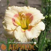 Лилейник Прейри Вуд