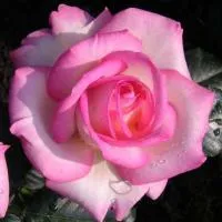 Саженцы розы Fresh Pink, плетистая