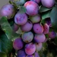 Саженцы сливы Калифорнийская крупная