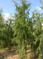 Саженцы Лиственница Европейская "Horstmann Recurved"