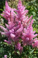 Астильба Арендса (Astilbe x arendsii )