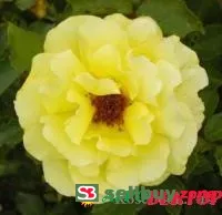 Саженцы розы плетистой Goldstern
