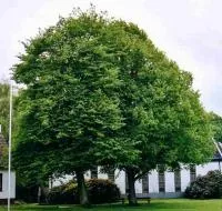 Саженцы Липы мелколистная Greenspire 160-180